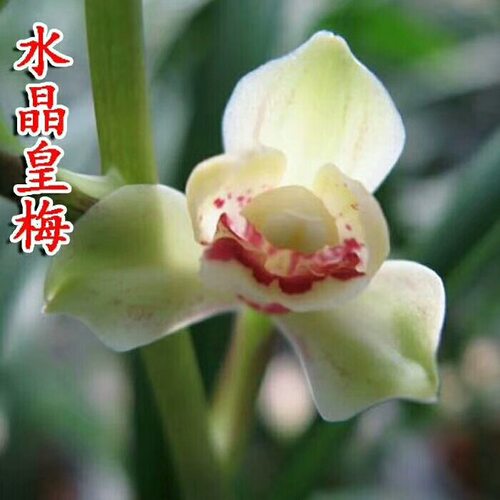 四季建兰水晶皇梅带花浓香水晶艺