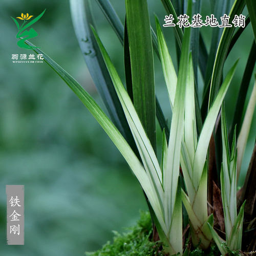 老种四季建兰铁骨素心带花浓香型