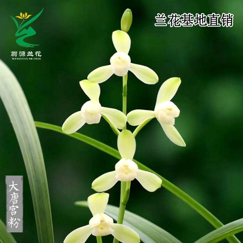 高端老种四季建兰大唐宫粉带花香