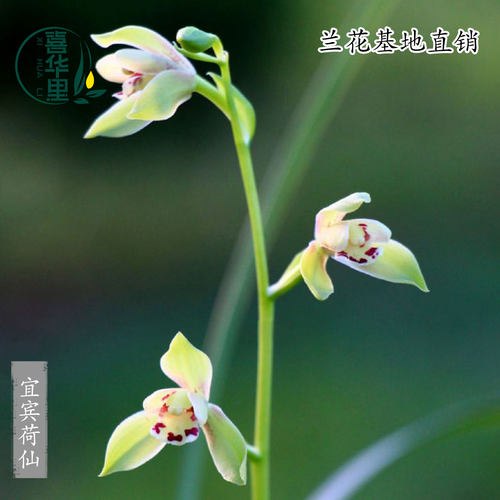 高端兰花苗四季建兰宜宾荷仙带花