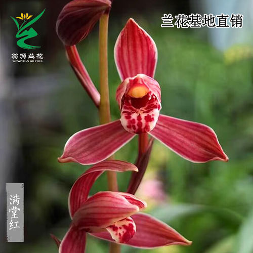 高端老种四季建兰满堂红带花浓香