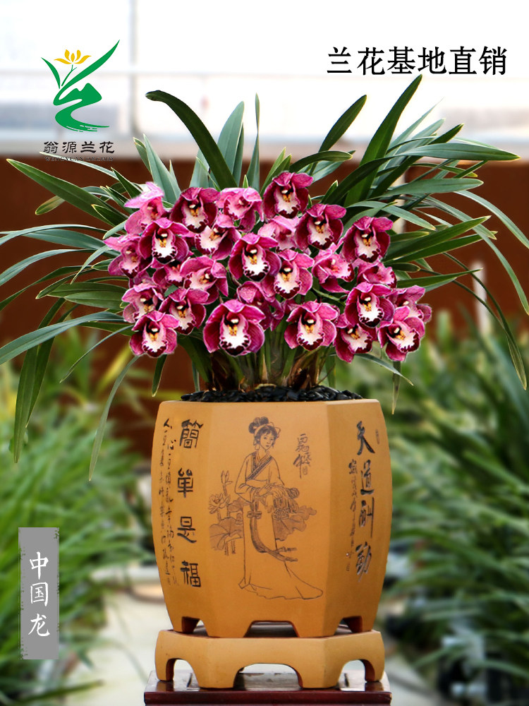 翁源兰花苗大花蕙兰金边中国龙浓香红花新手好养室内花卉植物盆栽