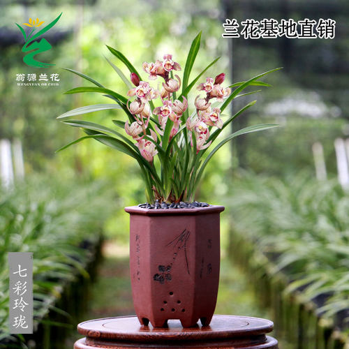 老种四季建兰七彩玲珑带花浓香型