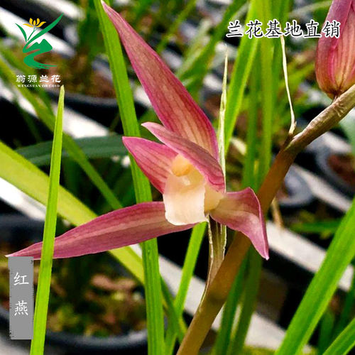 翁源老种高端春兰花春剑红燕正品