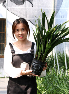 翁源兰花苗老种金边墨兰山川带花浓香好养室内除甲醛绿植花卉盆栽