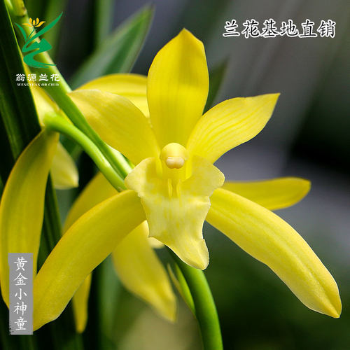 四季建兰黄金小神童带花浓香好养