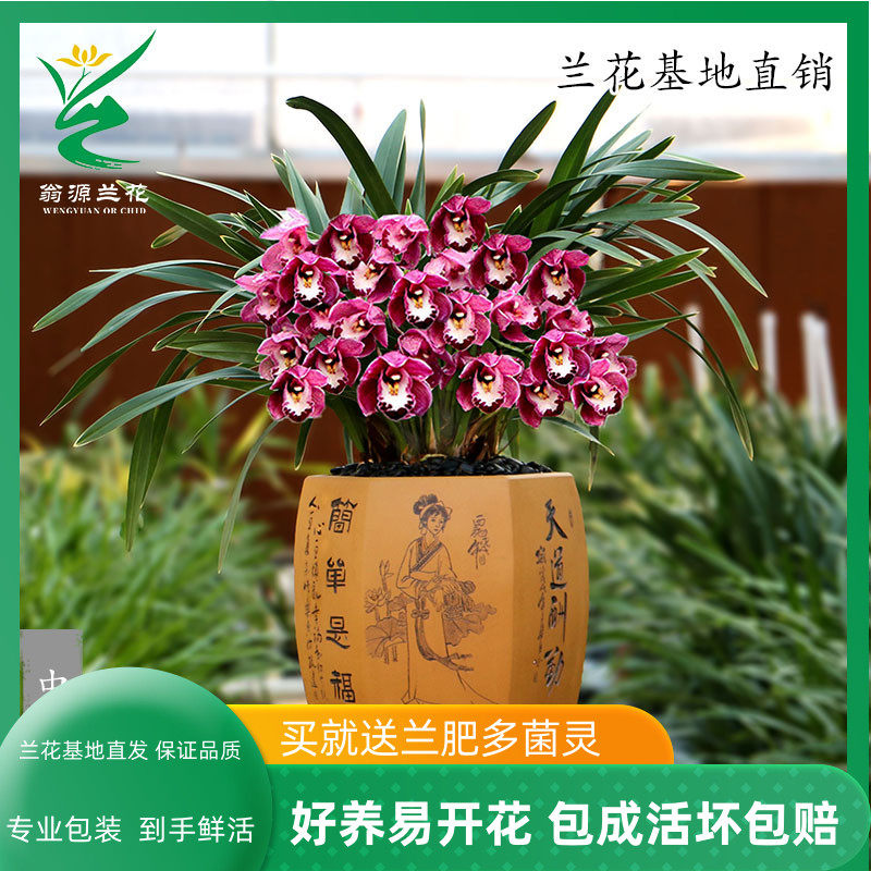 翁源兰花苗现带花苞大花蕙兰中国龙浓香红花好养室内花卉植物盆栽