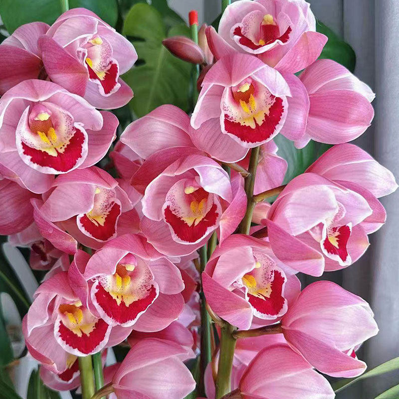 兰花苗大花蕙兰大红袍盆栽落地带花苞年宵花卉绿植室内花客厅阳台,鲜花速递/花卉仿真/绿植园艺,国兰/杂交兰/洋兰类,淘宝优惠券,粉丝福利购,淘宝优惠卷