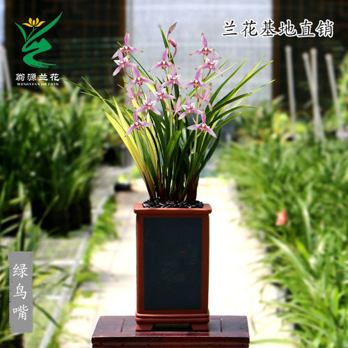 老种四季建兰红花带花浓香好养卉