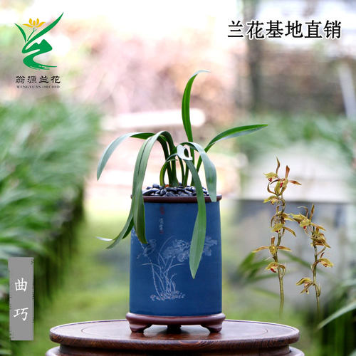 翁源兰花苗高端老种墨兰艺草曲巧