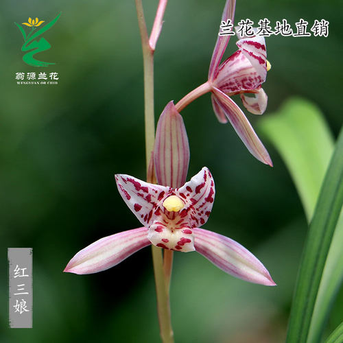 高端老种四季建兰红三娘带花浓香