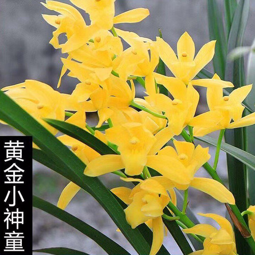 兰花黄金小神童浓香四季大花国兰