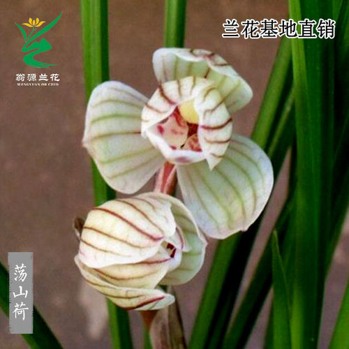 翁源兰花苗高端莲瓣兰荡山荷浓香