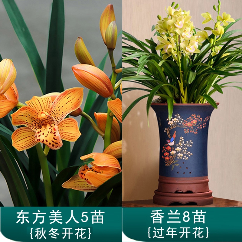 翁源兰花超值除甲醛套餐原盆土发四季建兰墨兰春兰绿好养花卉盆栽