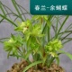 翁源兰花苗正品 春兰余蝴蝶带花彩素浓香室内高档好养绿植花卉盆栽