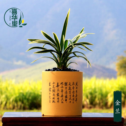 翁源兰花建兰矮种金边线艺金兰