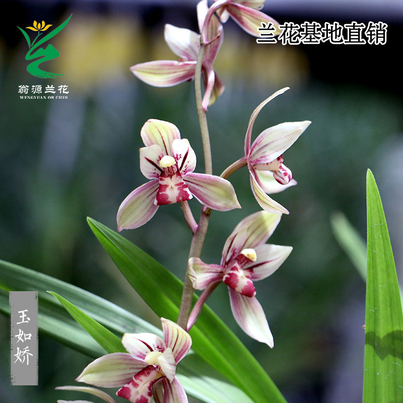 翁源兰花正品四季建兰玉如娇带花