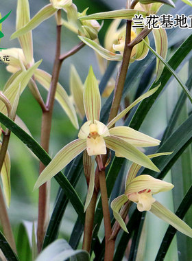 翁源兰花正品细叶寒兰白月光朱砂痣带花浓香好养春兰室内花卉盆栽
