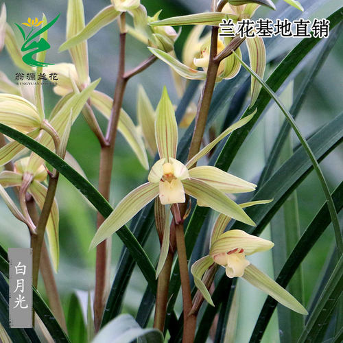 正品细叶寒兰白月光朱砂痣带花香
