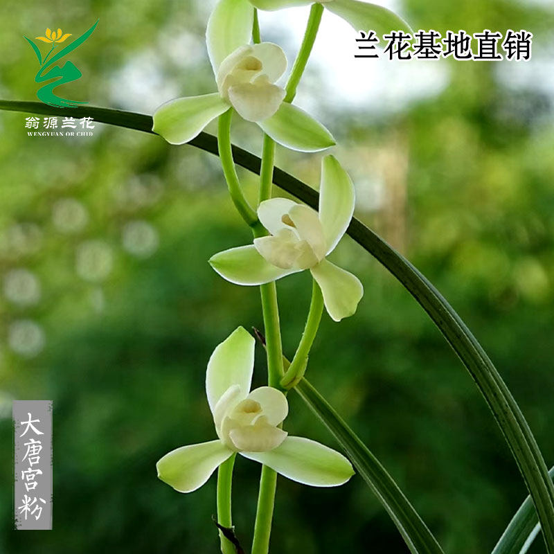 翁源兰花正品老种四季建兰大唐宫粉夏秋花期浓香高档室内绿植花卉