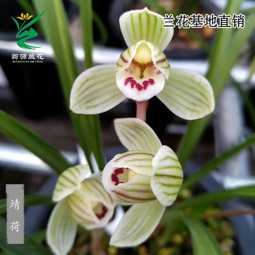 翁源兰花正品莲瓣兰靖荷带花浓香