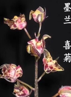 翁源老种墨兰花苗喜菊奇花报岁企黑四季建兰富山奇蝶带花浓香好养