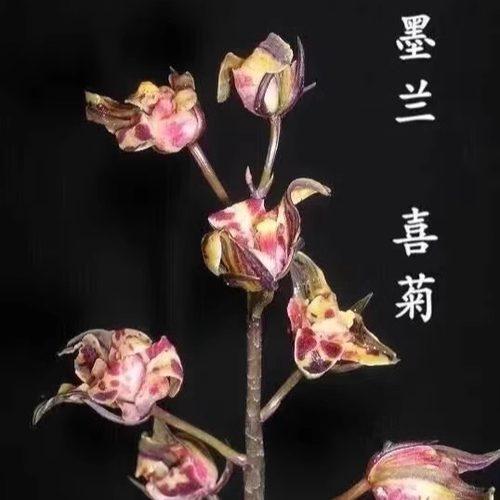 老种墨兰喜菊报岁兰奇花带花浓香