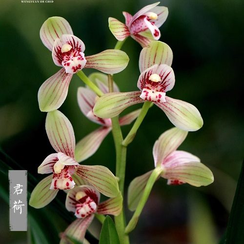 翁源兰花苗老种四季建兰君荷带花浓香忆香荷好养室内花卉绿植盆栽