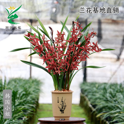翁源兰花苗大花红艳室内阳台盆栽