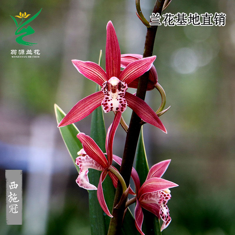 翁源兰花苗四季建兰西施冠金边带花浓香台北小姐好养室内花卉盆栽,鲜花速递/花卉仿真/绿植园艺,国兰/杂交兰/洋兰类,淘宝优惠券,粉丝福利购,淘宝优惠卷