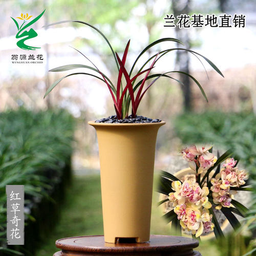 翁源兰花红草奇花四季带花香好养