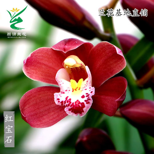 大花蕙兰红宝石带花浓香好养盆栽