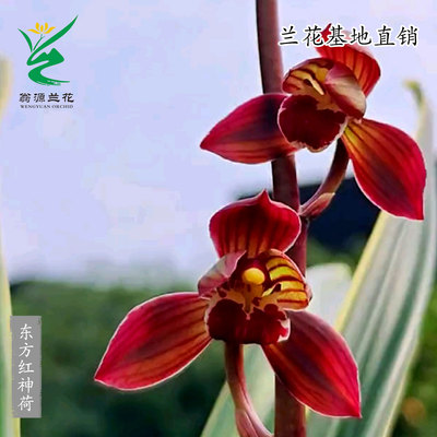 兰花苗墨兰东方红神荷金边矮种香