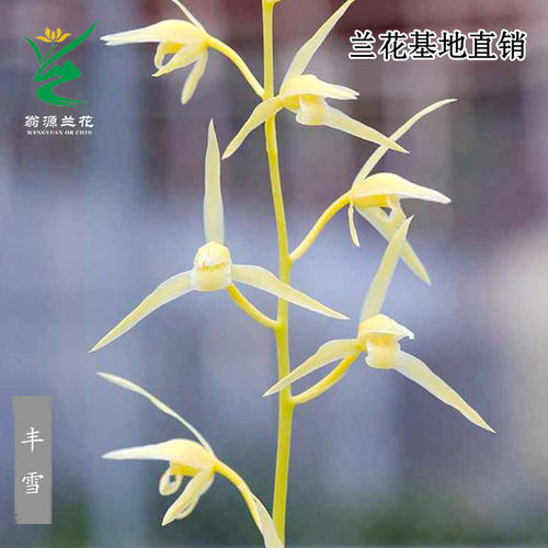 翁源高端老种寒兰花苗丰雪正品