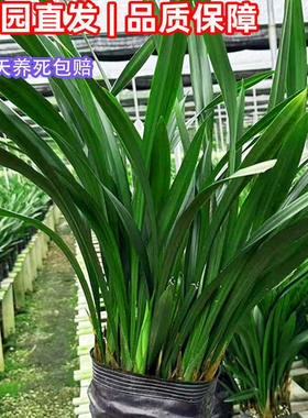 新手好养墨兰企黑名贵建兰兰花苗兰草花室内盆栽绿植带花