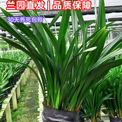 好养墨兰企黑名贵带花芽兰花苗草