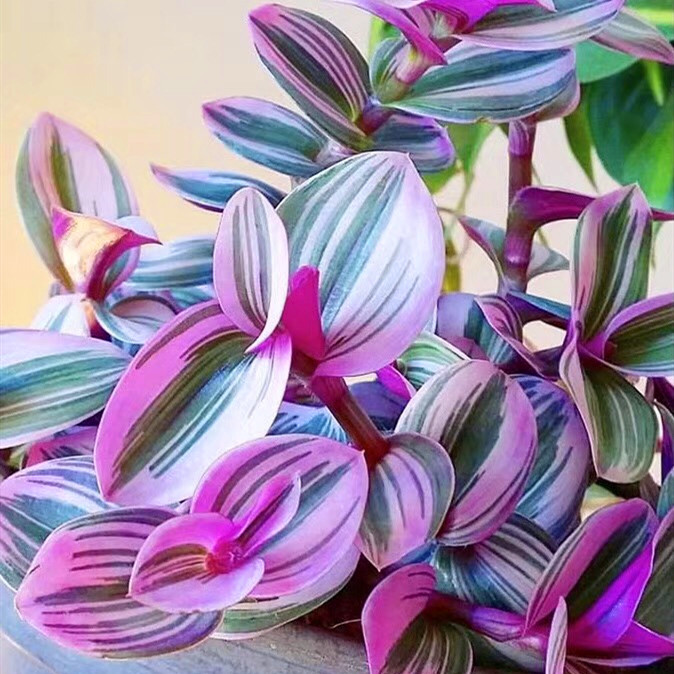 Netherlands Imported wedding Oil Painting indoor Botany Rose red Foliage Tradescantia Evolution atmosphere formaldehyde Chlorophytumin the Flower delivery/Flowers simulation/Plants gardening , Flowers/Potted plants (New) , Plants  category - from Buy2taobao.com to provide professional Taobao agent buy service