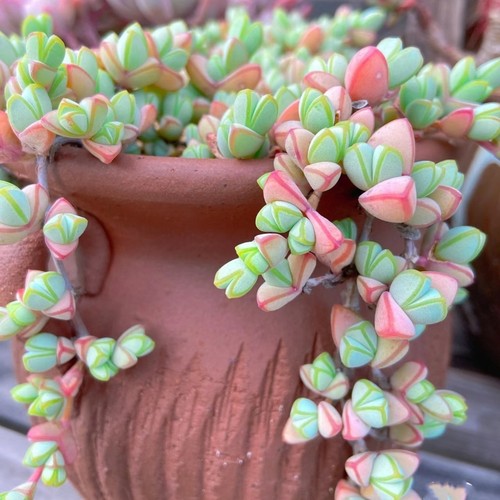 碧玉莲心型植物多肉植物