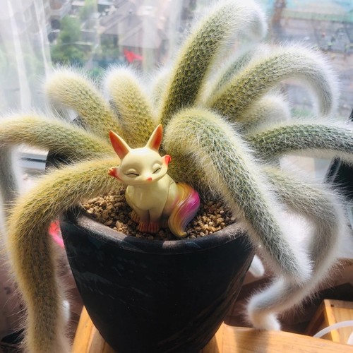 九尾狐正版长软毛开花垂吊多肉