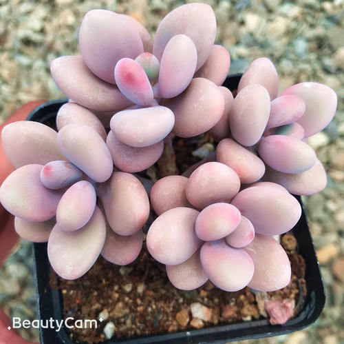 桃蛋桃蛋4头群生新手萌肉肉组合