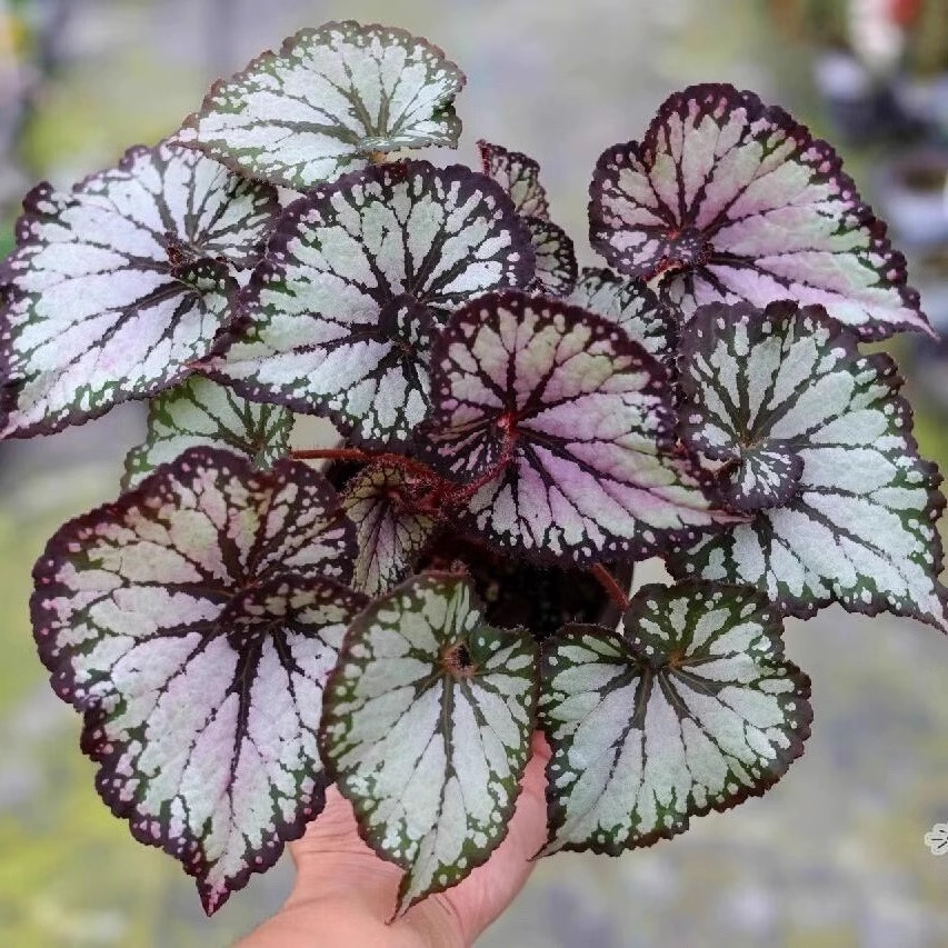 蟆叶秋海棠盆栽室内绿植彩叶芋观叶海芋热植垂丝海棠观叶植物花卉