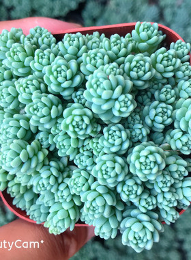 萌肉肉姬星美人组合园艺多肉植物