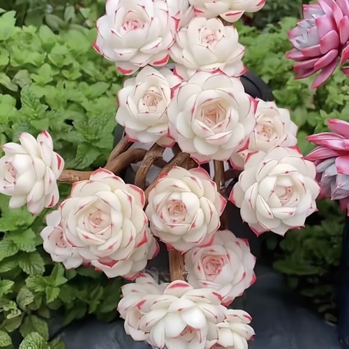 绿植静夜办公室防辐射多肉植物