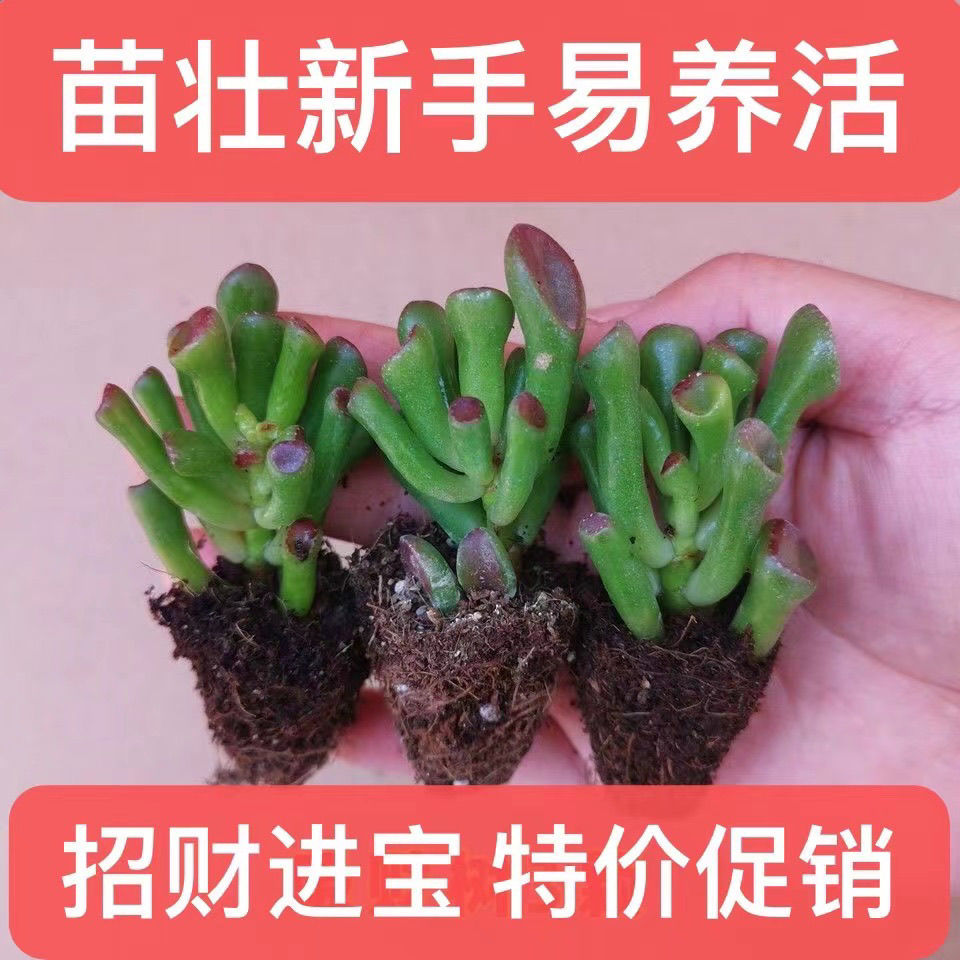 【招财进宝】多肉植物盆栽组合 吸财树 钱串吹雪之松锦室内好养活