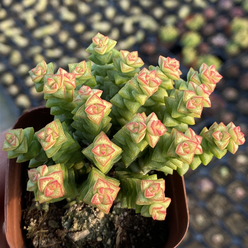 小米星多肉植物萌肉肉组合盆栽