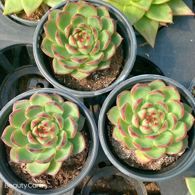 月亮石多肉植物组合盆栽室内新手肉肉套餐,鲜花速递/花卉仿真/绿植园艺,多肉植物,淘宝优惠券,粉丝福利购,淘宝优惠卷