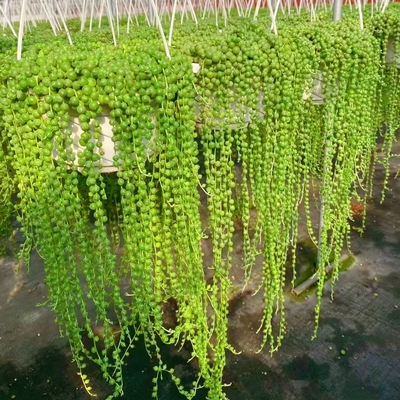 多肉植物佛珠情人泪吊兰盆栽垂吊紫玄月吊兰 特大 紫玄月多肉多肉