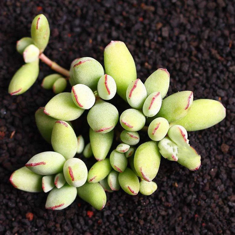 多肉植物精灵豆带香味的多肉植物多头群生