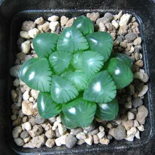 玉露多肉植物冰灯玉露多肉组合盆栽 姬玉露套餐玉露 新手入门套餐