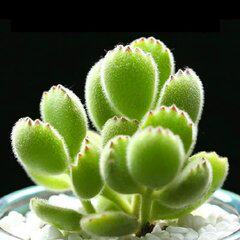 绿植熊童子白锦花卉公室多肉植物